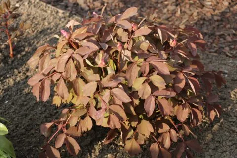 Paeonia qiui - copyright Dick Westland