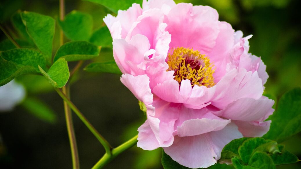 The best place to plant peonies – The Peony Society