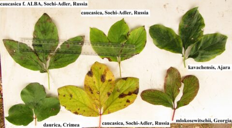 Leaflets - Image by Дмитрий Зубов