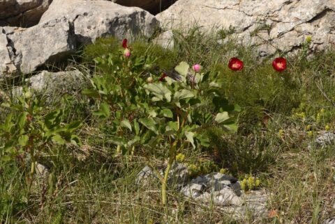 P. daurica ssp daurica and P. tenuifolia