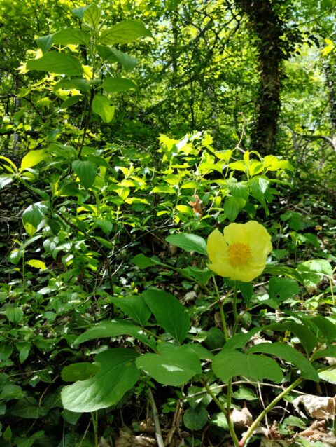 P. mlokosewitschii in Lagodekhi, Georgia - Image by Giorgi Sulamanidze
