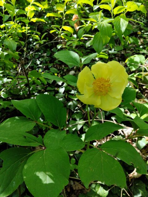 P. mlokosewitschii in Lagodekhi, Georgia - Image by Giorgi Sulamanidze
