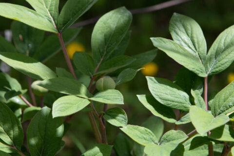 P. steveniana - Image by Giorgi Liparteliani