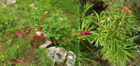 P. tenuifolia, P. daurica ssp daurica and P. x maleevi - Image by Ruslan Mishustin