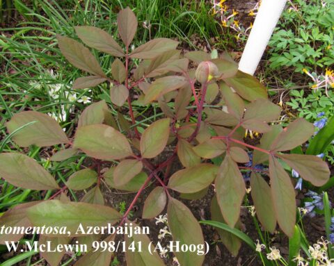 P. tomentosa from Azerbaijan - Image by Дмитрий Зубов.jpg