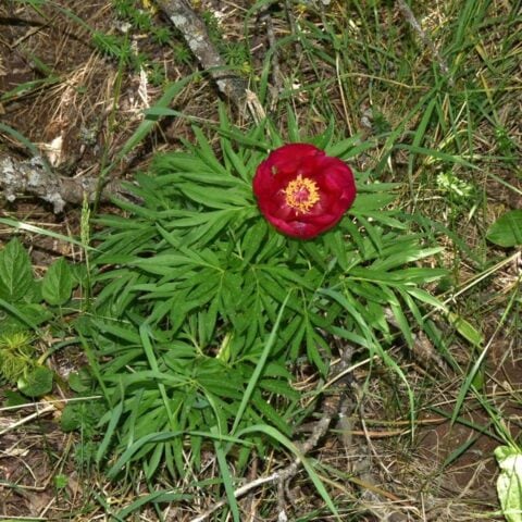 P. x maleevi - Image by Ruslan Mishustin