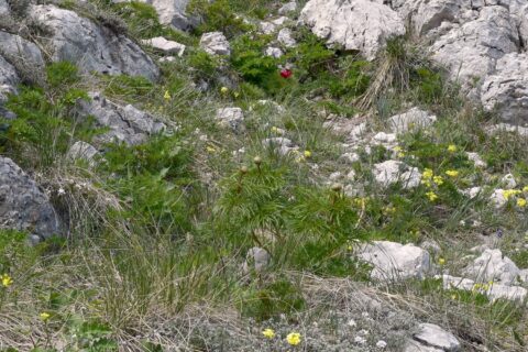 P. x maleevi - Image by Ruslan Mishustin