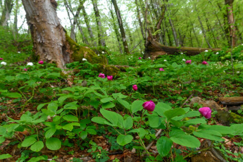 Paeonia caucasica and Paeonia witmanniana around Sochi, Russia- Image by mountaindreams.ru