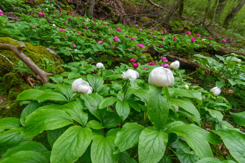 Paeonia caucasica and Paeonia witmanniana around Sochi, Russia- Image by mountaindreams.ru