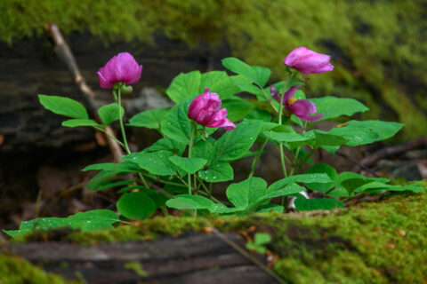 Paeonia caucasica around Sochi, Russia - Image by mountaindreams.ru