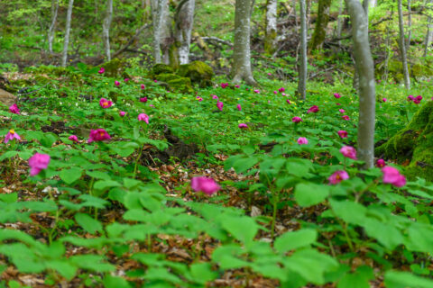 Paeonia caucasica around Sochi, Russia - Image by mountaindreams.ru