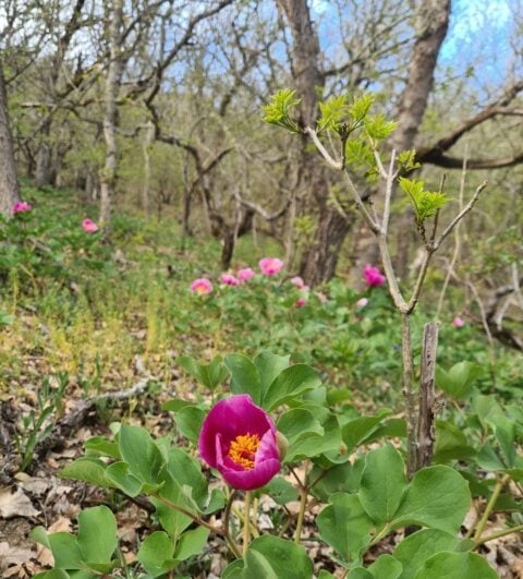 Paeonia daurica ssp daurica in Crimea - Image by Походы с натуралистом (podnimi.golovu)