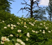 Peonies of the Caucasus and Iran