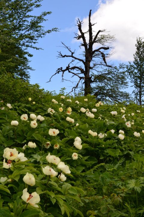 Paeonia steveniana in Central Georgia, Samegrelo region 01 - Image Ruslan Mishustin