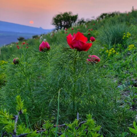 Paeonia tenuifolia in Russia, Kraj Stavropol, around Pyatigorsk - Image by Лидия Лащева (lidiyalasheva)