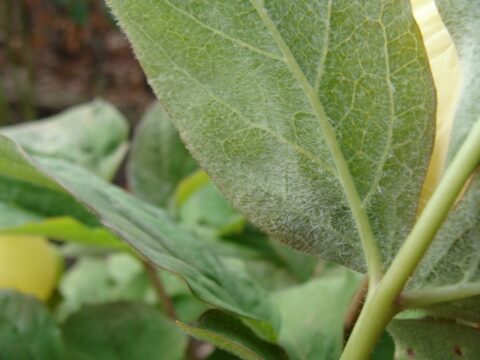 Paeonia tomentosa from Azerbaijan - Image by Hendrik van Bogaert