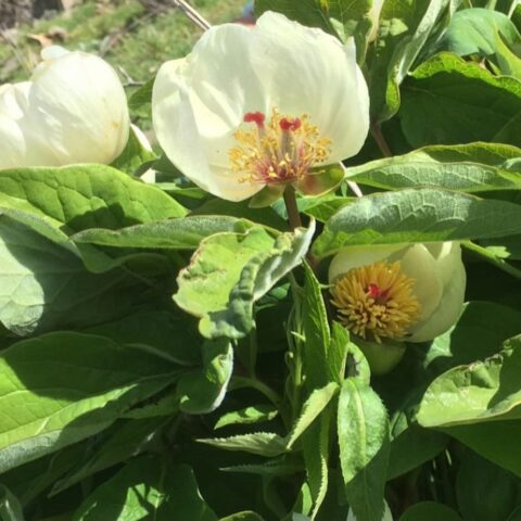 Paeonia tomentosa in Iran, Talysh Mountains, Gilan Province, Amarlu District - Image by ourskyland