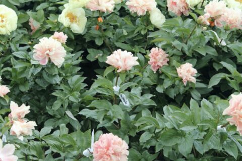 After pollination a label is attached to the stem with the name of the father