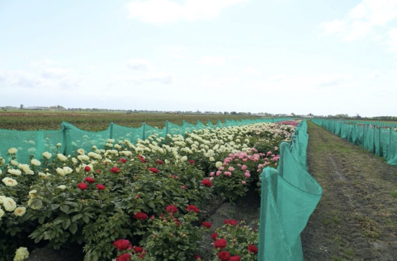 A part of the wide assortment of Peony Shop Holland. These are the hybrids. The Scholten brothers are also active in the hybridization and propagation of lactifora’s.