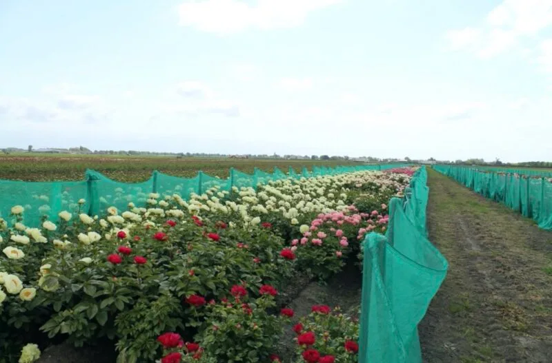A part of the wide assortment of Peony Shop Holland. These are the hybrids. The Scholten brothers are also active in the hybridization and propagation of lactifora’s.