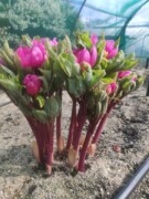 Paeonia kesrouanensis