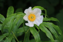 Paeonia emodi