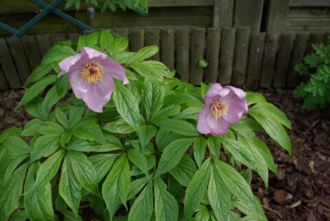 Paeonia mairei