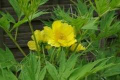 Paeonia ludlowii