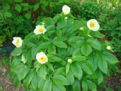 Paeonia wittmanniana