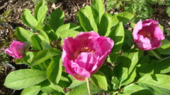 Paeonia caucasica