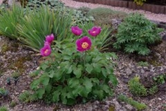 Paeonia daurica ssp daurica