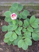 Paeonia daurica ssp velebitensis