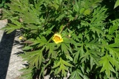 Paeonia delavayi forma lutea