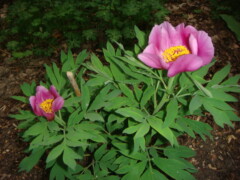 Paeonia maximowiczii???