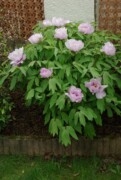 Paeonia qiui