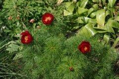 Paeonia tenuifolia