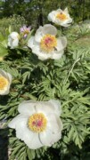 Paeonia clusii ssp clusii