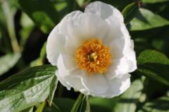 Paeonia emodi