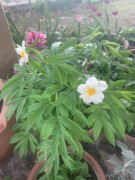 Paeonia emodi
