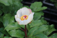 Paeonia flavescens