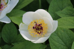 Paeonia japonica