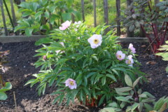 Paeonia mairei