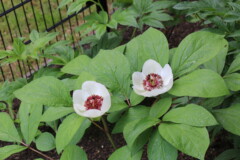 Paeonia obovata ex. Gun Su Che