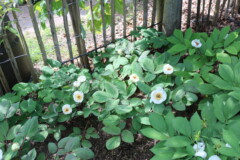 Paeonia obovata ssp willmottiae