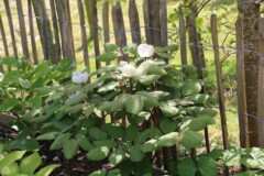 Paeonia obovata ssp willmottiae