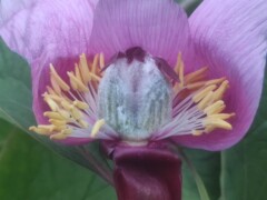 Paeonia velebitensis