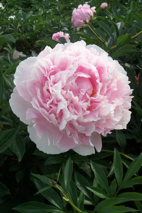 100_0940
