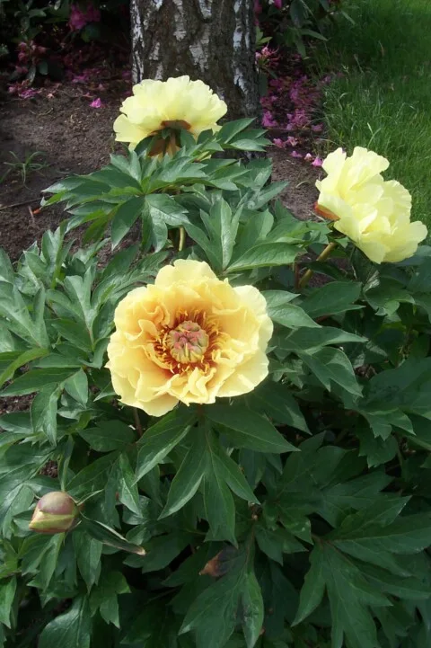 Garden Treasure (Hollingsworth, 1984)