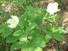 Paeonia caucasica alba