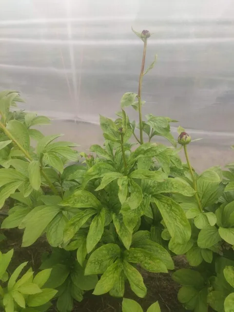 Leaf nematodes